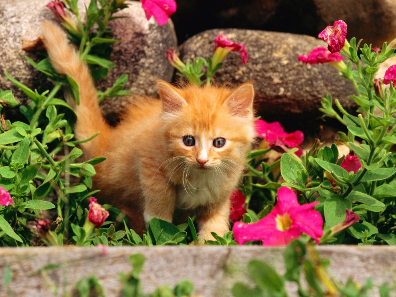 Котенок в цветах
